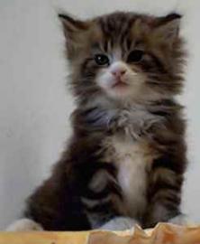Reinrassige Maine Coon Kitten mit Papier