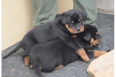 Rottweiler Welpen mit ADRK Papieren