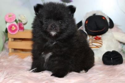 MINI POMERANIAN ZWERGSPITZ BOO WELPEN