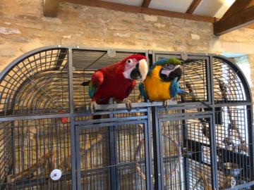 Graupapageien babys und macaw papageien