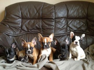 Franz. Bulldoggen Welpen choco linie