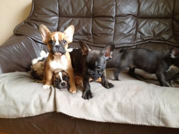Franz. Bulldoggen Welpen choco linie