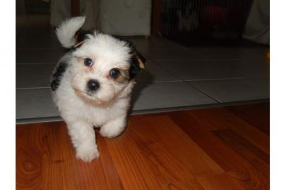 Startseite Raised AKC Yorkies