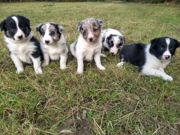 Border Collies Welpen