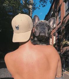bulldog franc