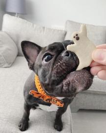bulldog franc