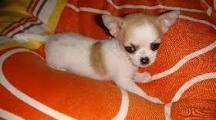 s��e typvolle Chihuahua Welpen