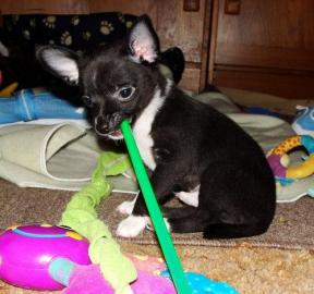 s��e typvolle Chihuahua Welpen