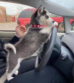 Ausgezeichnete Siberian Husky-Welpen