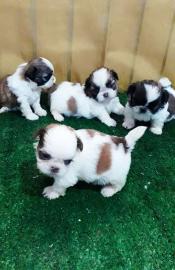 Shih Tzu--WHATSAPP: +4368120926227