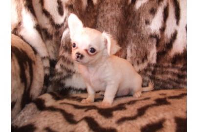 Wundersch�ne s��e Mini Chihuahua Welpen(