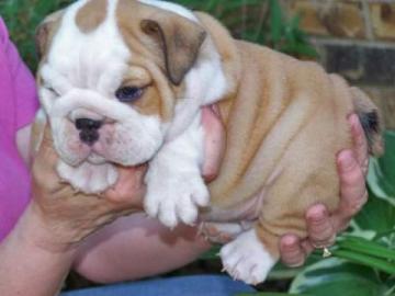 Wundersch�ne und aktive Bulldogge Welpen