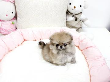 Wundersch�ne Zwergspitz/Pomeranian R�de