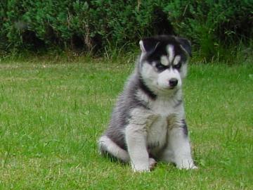 husky welpen