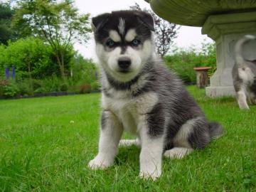 husky welpen