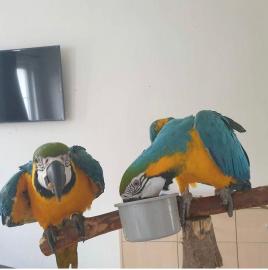 Typvolle Blaue und goldene Ara-Papageien