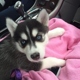 Ausgezeichnete Siberian Husky-Welpen