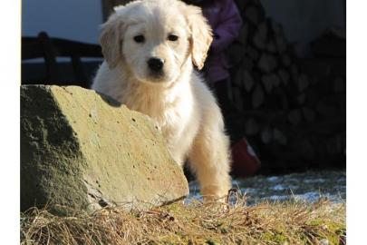 Golden-Retriever Welpen abzugeben
