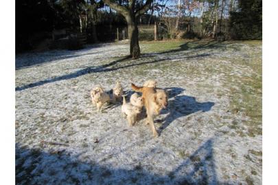 Golden-Retriever Welpen abzugeben