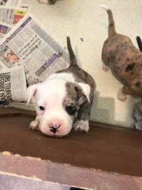 Sch�ne Bulldoggen-Welpen-M�nner und Fra