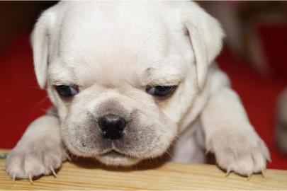 Mops welpen in schwarz