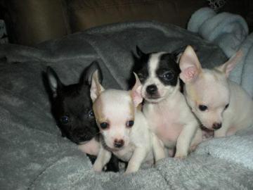 12 Wochen alt Chihuahua Welpen