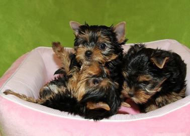Yorkshire Terrier Welpen mit Ahnentafel