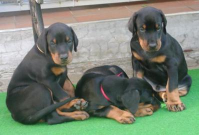 Dobermannwelpen Eltern mit Papieren
