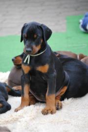 Dobermannwelpen Eltern mit Papieren