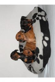 Zwergpinscher-Zwergrehpinscher-Rehpinsch