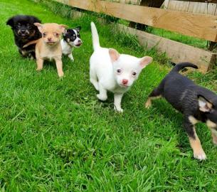 Qualit?t Chihuahua Welpen