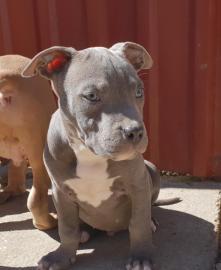 Blueline american stafford shire terrier