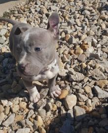 Blueline american stafford shire terrier