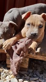 Blueline american stafford shire terrier