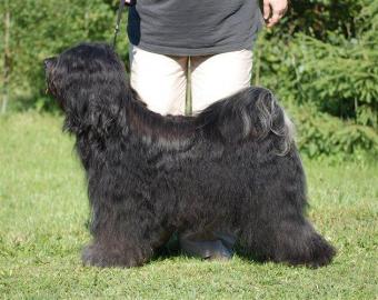 Tibet Terrier - Welpen mit Papiere