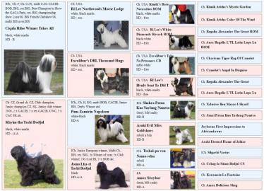 Tibet Terrier - Welpen mit Papiere