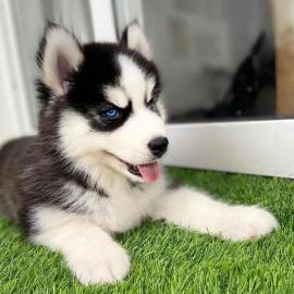 Siberian Husky Welpe