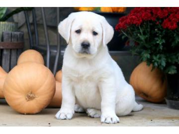 Labrador Welpe reinrassig R?de