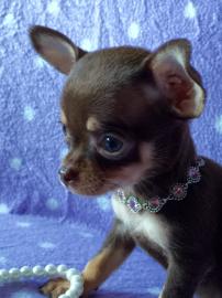 chihuahua welpen