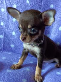 chihuahua welpen
