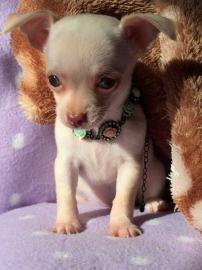 chihuahua welpen