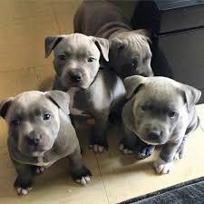 Blaue Nase Pitbull Welpen WhatsApp-Numme