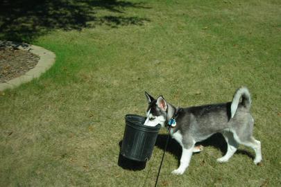 Siberische Husky Welpen