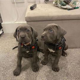 atemberaubende cane corso welpen