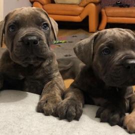 atemberaubende cane corso welpen