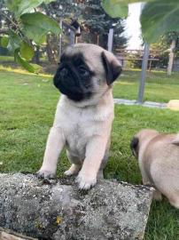 m�nnliche und weibliche Mops-Welpen