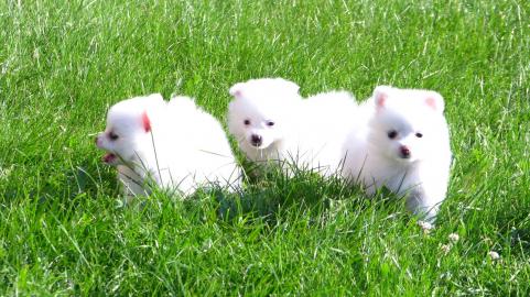 Super~s��e~zwergspitze~pomeranian~ welpe