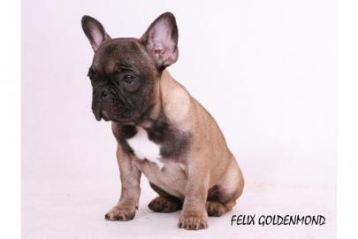 Reinrassige Franz.  Bulldoggen Welpen  Ge
