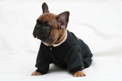 Reinrassige Franz.  Bulldoggen Welpen  Ge