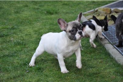 Bildsch�ne Franz�sische Bulldoggen